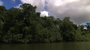 Daintree Scenics