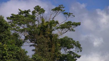 Daintree Scenics