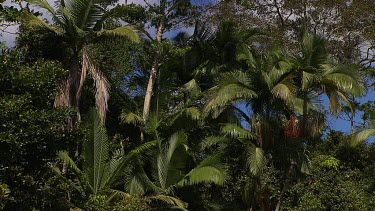 Daintree Scenics