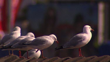 Bondi Beach Scenics