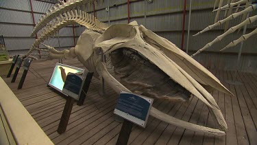 Albany Whale World Scenic