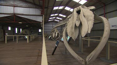 Albany Whale World Scenic