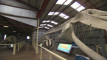 Albany Whale World Scenic