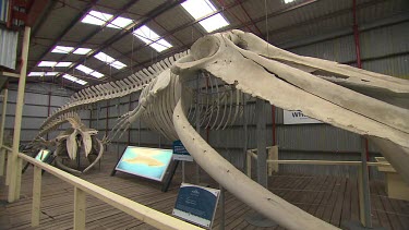 Albany Whale World Scenic
