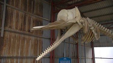 Albany Whale World Scenic
