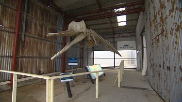 Albany Whale World Scenic