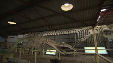 Albany Whale World Scenic