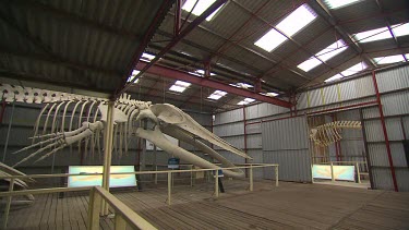 Albany Whale World Scenic