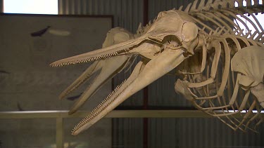 Albany Whale World Scenic