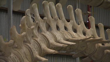 Albany Whale World Scenic