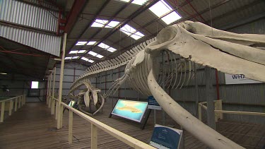 Albany Whale World Scenic