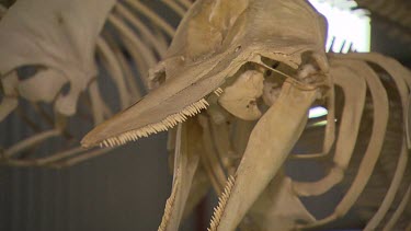 Albany Whale World Scenic