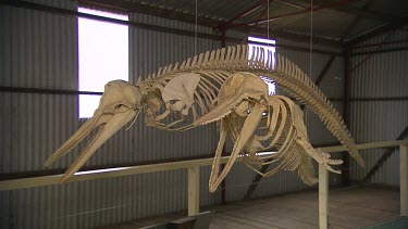 Albany Whale World Scenic