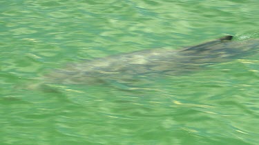 Bunbury Dolphins Scenic