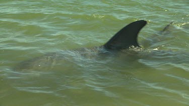 Bunbury Dolphins Scenic