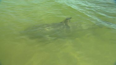 Bunbury Dolphins Scenic