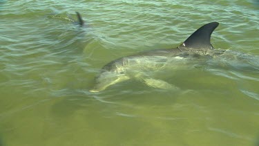 Bunbury Dolphins Scenic