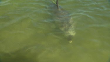 Bunbury Dolphins Scenic