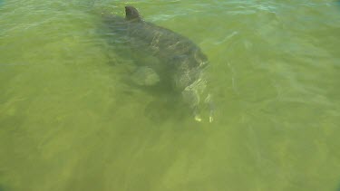 Bunbury Dolphins Scenic
