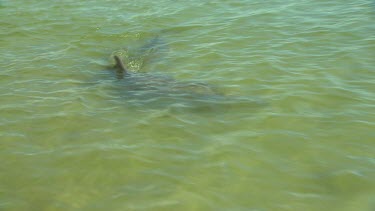 Bunbury Dolphins Scenic
