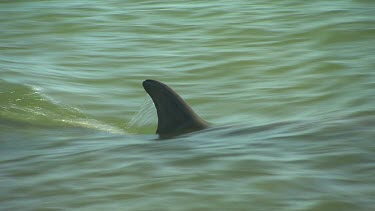 Bunbury Dolphins Scenic