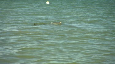 Bunbury Dolphins Scenic