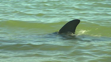 Bunbury Dolphins Scenic