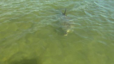 Bunbury Dolphins Scenic