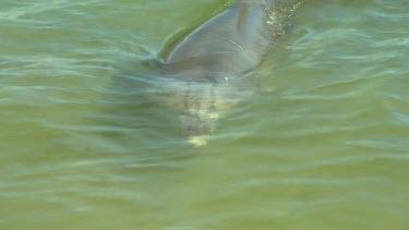 Bunbury Dolphins Scenic