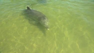 Bunbury Dolphins Scenic
