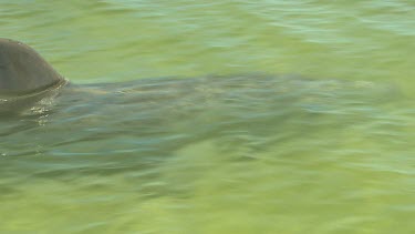 Bunbury Dolphins Scenic