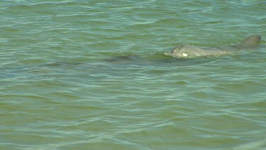 Bunbury Dolphins Scenic
