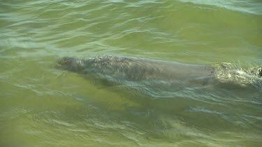 Bunbury Dolphins Scenic