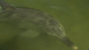 Bunbury Dolphins Scenic
