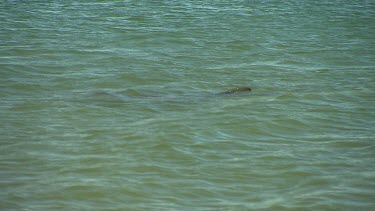 Bunbury Dolphins Scenic