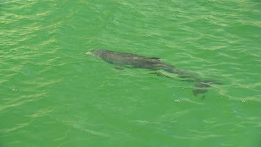 Bunbury Dolphins Scenic