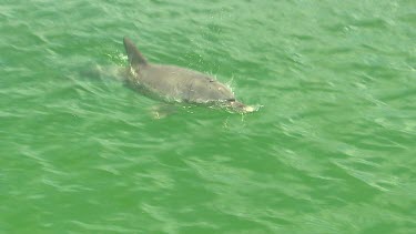 Bunbury Dolphins Scenic