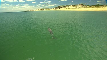 Bunbury Dolphins Scenic