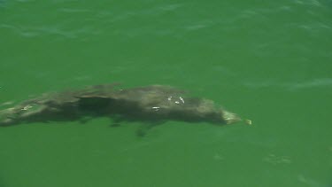 Bunbury Dolphins Scenic