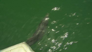 Bunbury Dolphins Scenic