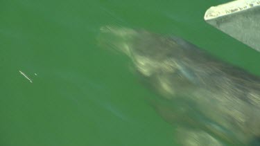Bunbury Dolphins Scenic