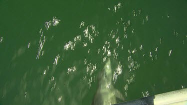 Bunbury Dolphins Scenic