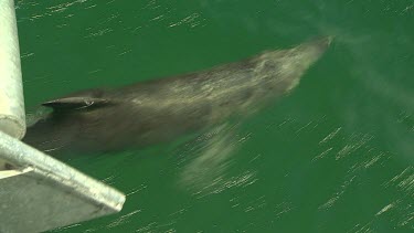 Bunbury Dolphins Scenic