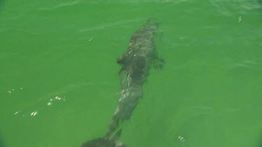 Bunbury Dolphins Scenic