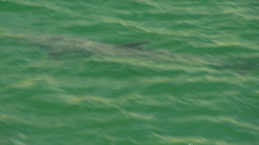Bunbury Dolphins Scenic
