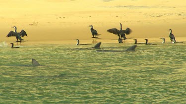 Bunbury Dolphins Scenic