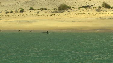 Bunbury Dolphins Scenic
