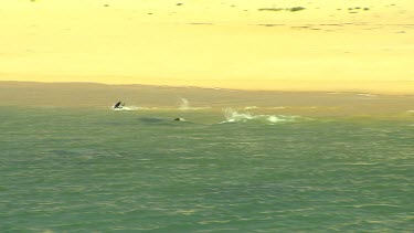 Bunbury Dolphins Scenic