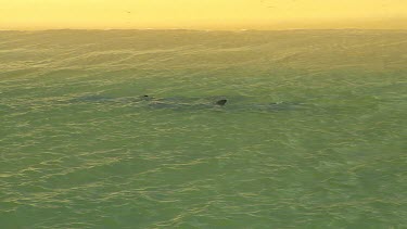 Bunbury Dolphins Scenic