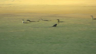 Bunbury Dolphins Scenic